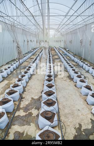 Système d'irrigation goutte à goutte en serre de melon Banque D'Images