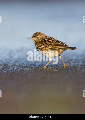 Pipit de prairie ( Anthus pratensis ) marchant sur le sable humide. Banque D'Images