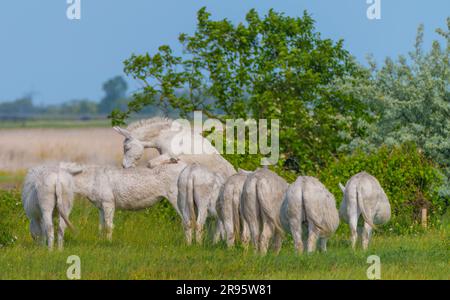 L'âne blanc austro-hongrois ou l'âne baroque (Equus asinus asinus) est en pâturage, parc national du lac Neusiedl, Burgenland, Autriche Banque D'Images