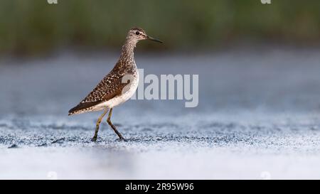 Ponceuse à bois (Tringa glareola) fourrager en eau peu profonde, boue Banque D'Images