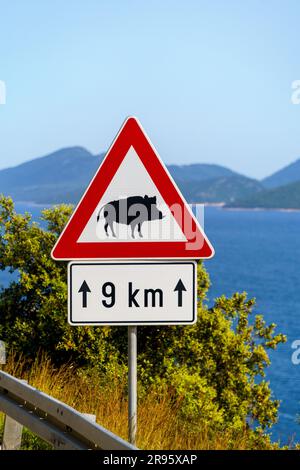 Accident de la circulation sur le fond d'un panneau - attention à la présence de sangliers traversant la route Banque D'Images