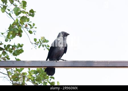 Jackdaw repose sur une tige en fer et regarde. Magnifique arrière-plan avec verdure. Banque D'Images