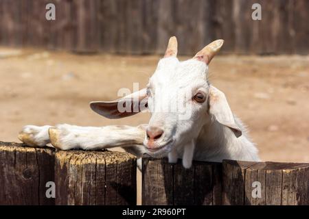 Une chèvre blanche amusante et intéressée sort de derrière une clôture en bois. Le concept de l'agriculture et de l'élevage. Banque D'Images