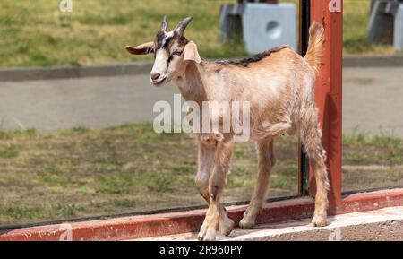 L'animal dans le zoo est une petite chèvre. Sur les côtés sont deux belles cornes. Arrière-plan de la clôture en bois et de la lumière du soleil Banque D'Images