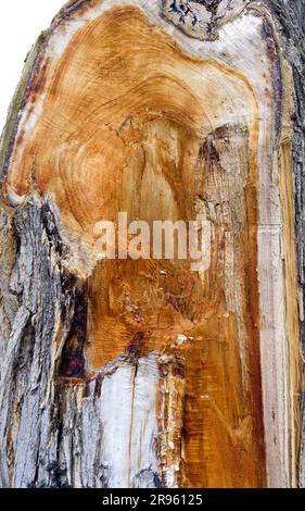 Blessures de branches sciées sur un tronc d'arbre gros plan Banque D'Images