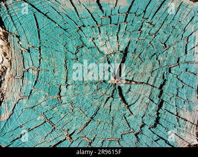 Ancienne souche d'arbre fissurée. Vue de dessus. Banque D'Images