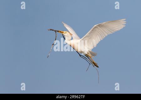 Egret de bétail (Bubulcus ibis) volant avec bâton pour nid dans le ciel bleu, région de Houston, Texas, Etats-Unis. Banque D'Images