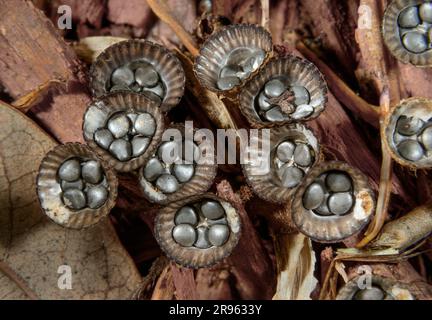 Champignon de nid d'oiseau cannelé (Cyathus striatus) sur des copeaux de bois, Galveston, Texas, États-Unis. Banque D'Images