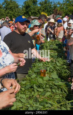 Bridport, Dorset. 24 juin 2023. Concours World Nettle Eating. Tenue à Dorset Nectar Cider Farm, Bridport, Dorset. Crédit : Steve Davey/Alay Live News Banque D'Images