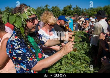 Bridport, Dorset. 24 juin 2023. Concours World Nettle Eating. Tenue à Dorset Nectar Cider Farm, Bridport, Dorset. Crédit : Steve Davey/Alay Live News Banque D'Images