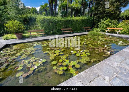 Bassin de Lily dans les jardins botaniques de Villa Taranto, Verbania, Lac majeur, Piémont, Italie. Banque D'Images