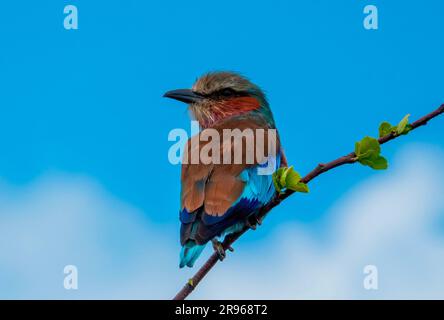 Un coup d'œil en arrière. Un roller aux couleurs lilas dans le parc national de Pilanesberg. Banque D'Images