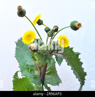 Le chardon jaune (Sonchus asper) pousse dans la nature. Banque D'Images