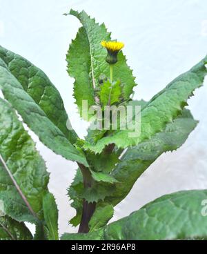 Le chardon jaune (Sonchus asper) pousse dans la nature. Banque D'Images