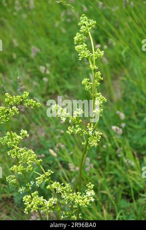 Galium pousse dans un pré dans la nature Banque D'Images