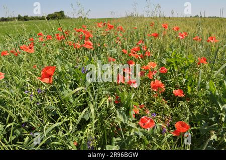 Au milieu de l'été, diverses fleurs sauvages poussent dans le champ. Banque D'Images