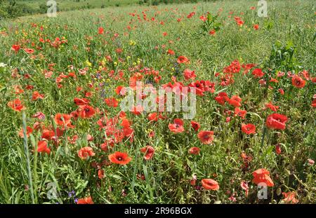 Au milieu de l'été, diverses fleurs sauvages poussent dans le champ. Banque D'Images