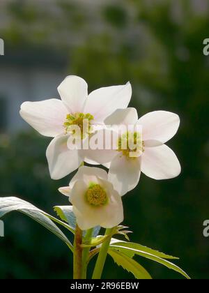 Roses de Noël, nénuphars fleuris dans le jardin Banque D'Images