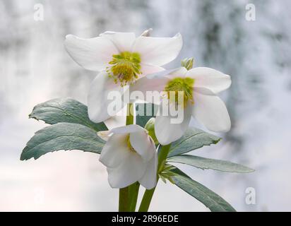 Roses de Noël, nénuphars fleuris dans le jardin Banque D'Images