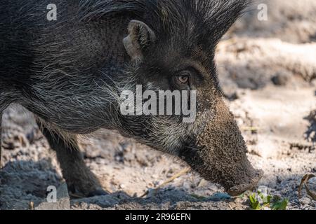 Un cochon de guerre viayen en danger critique au zoo et jardins de Jacksonville, en Floride. (ÉTATS-UNIS) Banque D'Images