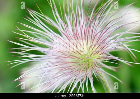 Fructification de la fleur de pasque Banque D'Images