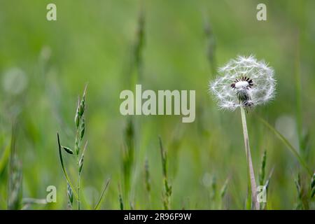 Close-up d'un Pissenlit (Taraxacum) Seed Head Banque D'Images