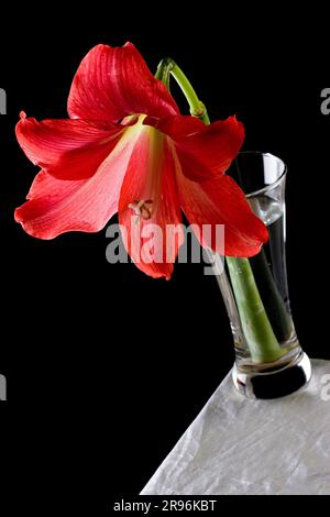 Fleur d'hippoastre rouge dans un vase sur une table sur fond noir Banque D'Images