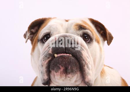 Bulldog anglais Banque D'Images