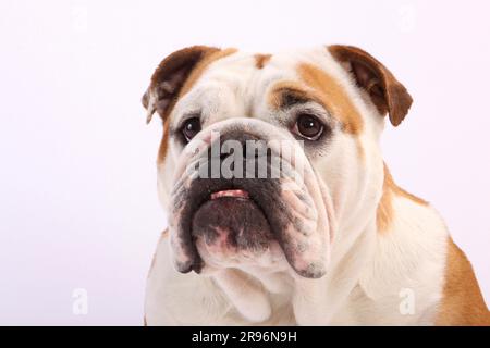 Bulldog anglais Banque D'Images