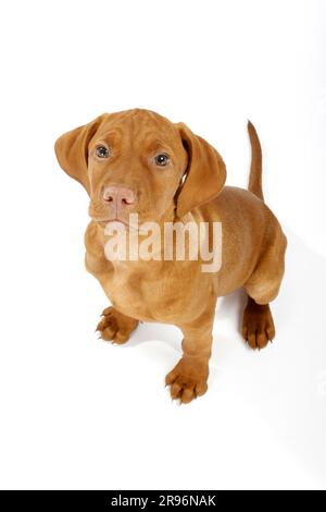 Magyar Vizsla, chiot, 11 semaines, chien de pointage hongrois à poil court Banque D'Images