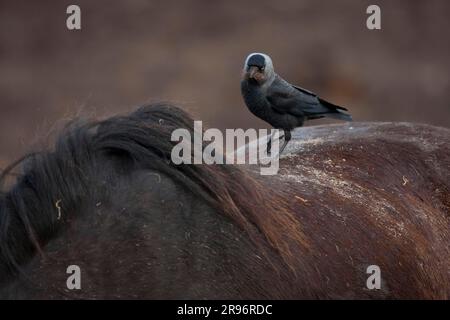 WESTERN jackdaw (Corvus monedula), cheval, Texel, pays-Bas Banque D'Images