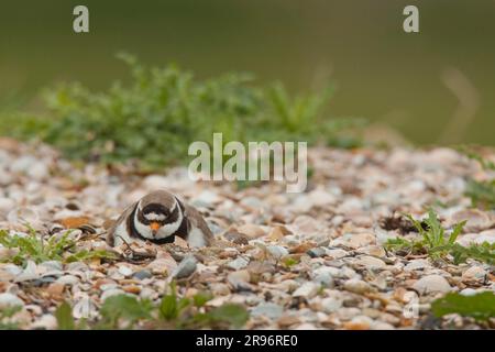 Pluvier annelé (Charadrius hiaticula), reproduction, Texel, pays-Bas Banque D'Images