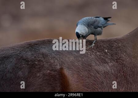 WESTERN jackdaw (Corvus monedula), cheval, Texel, pays-Bas Banque D'Images