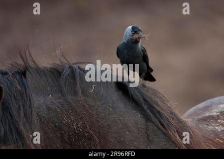 WESTERN jackdaw (Corvus monedula), cheval, Texel, pays-Bas Banque D'Images