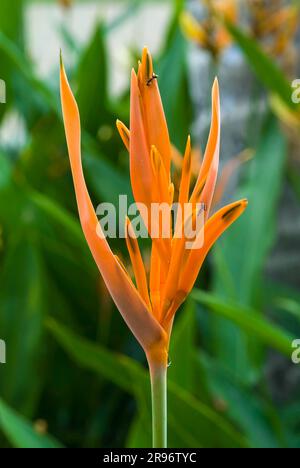 Fleur de perroquet (Heliconia psittacorum) fleur Kerala, Inde du Sud, Inde, Asie Banque D'Images