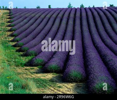 Champ de lavande (Lavendula angustifolia), vraie lavande Banque D'Images