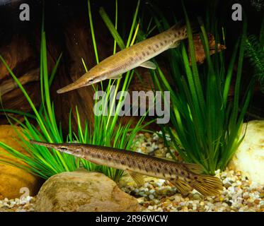 Brochet de poney à pois (Lepisosteus oculatus) Banque D'Images