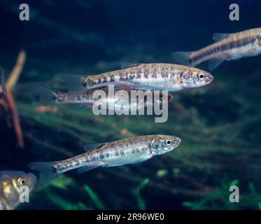 Ménés, poissons amers (Phoxinus phoxinus), jetée de maïs, branchies Banque D'Images