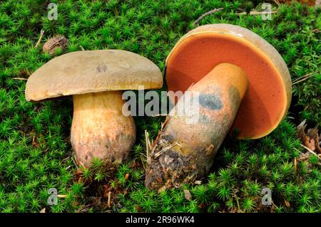 Boléte de tige en pointillés (Boletus erythropus) Banque D'Images