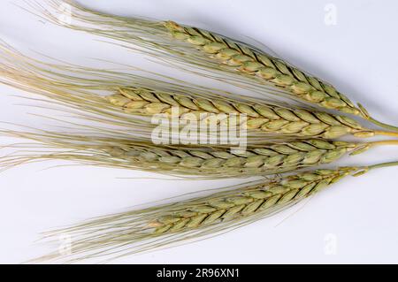 Blé emmer 'Bald emmer' (Triticum dicoccon dicoccon) Banque D'Images