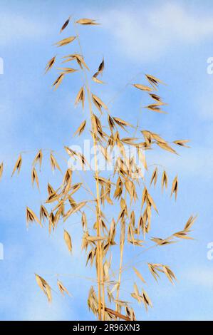 Avoine stérile (Avena stérilisis), avoine vivante, avoine rouge sauvage, avoine sauvage d'hiver Banque D'Images