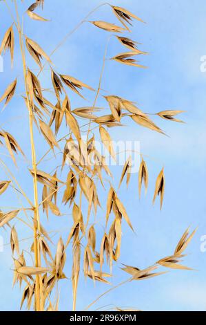 Avoine stérile (Avena stérilisis), avoine vivante, avoine rouge sauvage, avoine sauvage d'hiver Banque D'Images