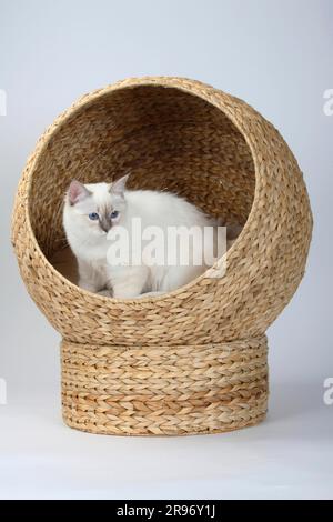 Chat de Birman, tabby-point bleu, 5 mois, Saint Birman, panier de chat Banque D'Images