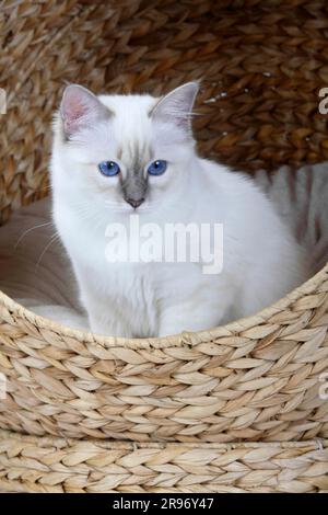 Chat de Birman, tabby-point bleu, 5 mois, Saint Birman, panier de chat Banque D'Images