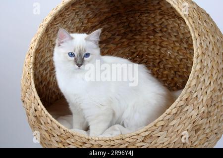 Chat de Birman, tabby-point bleu, 5 mois, Saint Birman, panier de chat Banque D'Images