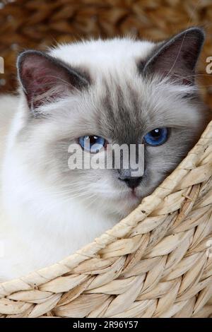 Chat de Birman, point bleu, Saint Birman, panier de chat Banque D'Images