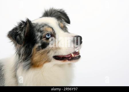 Berger australien, 6 ans, Blue-merle Banque D'Images