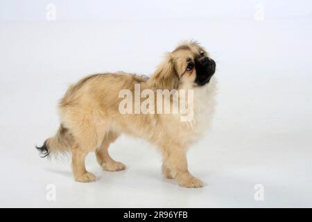 Chiot, 4 1/2 mois, épagneul tibétain, sur les côtés Banque D'Images