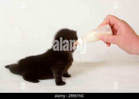 Chat à poils longs britannique, chaton, 3 semaines, boissons au biberon, Highlander, Lowlander, Britanica, BLH, bébé en bouteille, élevage en bouteille, élevage des mains Banque D'Images