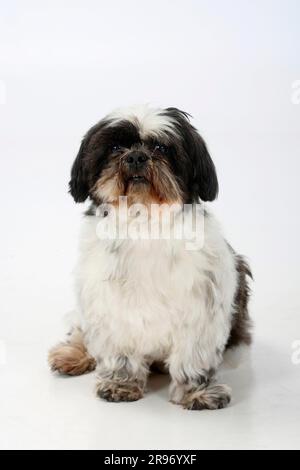 Shih Tzu, 10 ans, shorn Banque D'Images